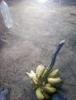 Product from the farm