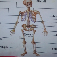 Skeleton
